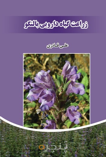 زراعت گیاه دارویی بالنگو